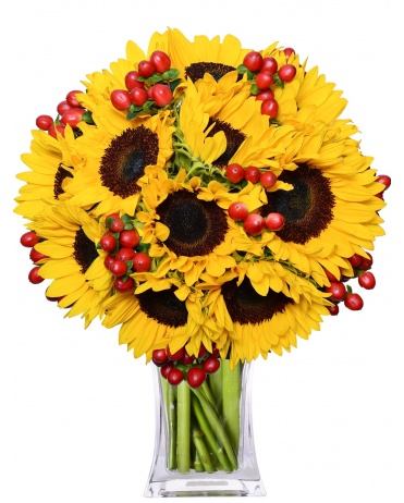 TERI