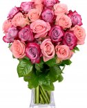 Růžové růže : Flora online
