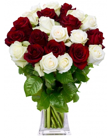 KYTICE RŮŽÍ DAFNE