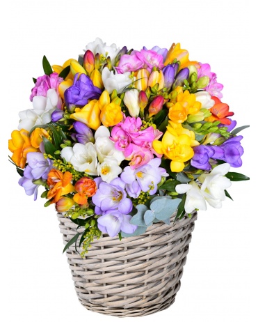 KVĚTINOVÝ KOŠ FRÉZIÍ