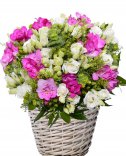 Flower basket - freesia and eustomes