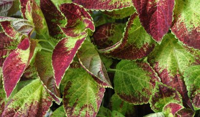 Zelené stěny z rostlin