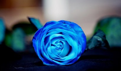 RŮŽE V MODRÉ BARVĚ
