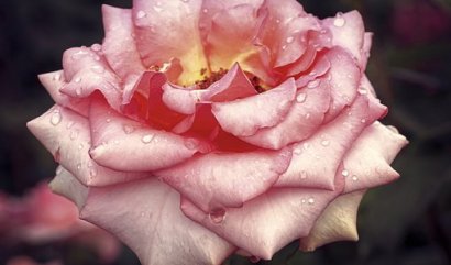 Význam počtu květů v kytici