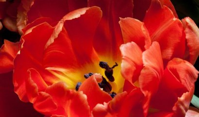 Něco o červených květinách...