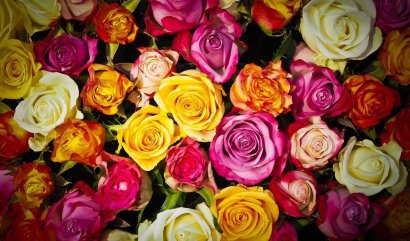 Význam barvy růží