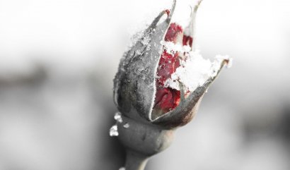 Jak připravit růže na zimu