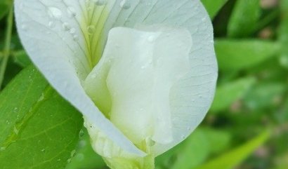 Vzácné květiny světa