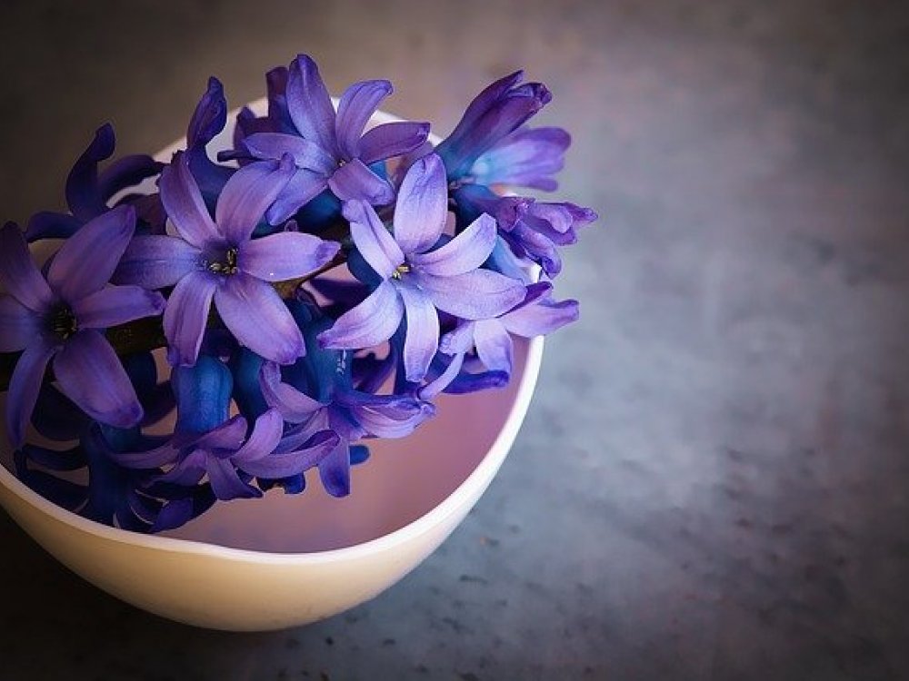Modré království květin