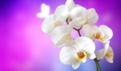 Květina jako omluva