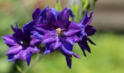 Květiny k narozeninám v červenci