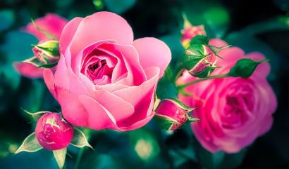 Doručované květy ve formě pupenů