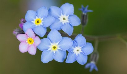 Květinová pořekadla