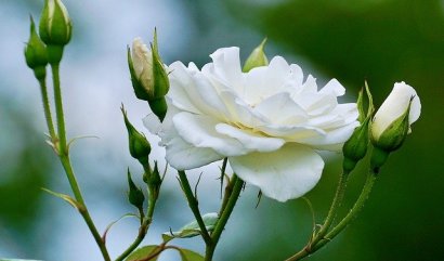 Svět růží - I. Díl