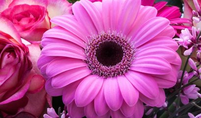 Jakou darovat květinu