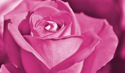 Rozvoz květin kurýrem