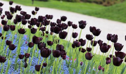 Magické černé květy