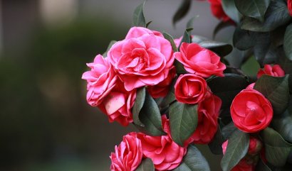 Zajímavosti o kaméliích