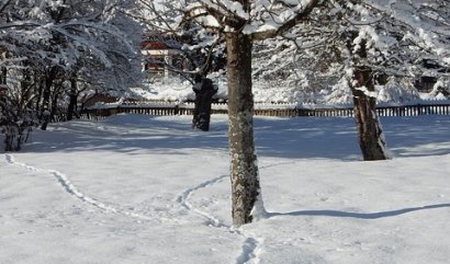 Co v lednu na zahradě