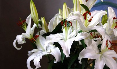 Jaké čerstvé květiny poslat na Vánoce