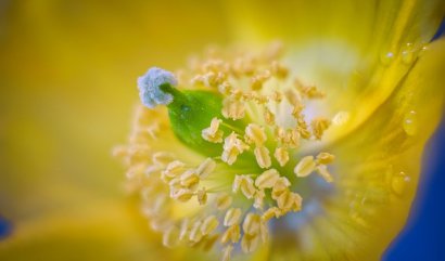 Jak na skvrny od pylu