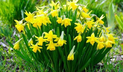 Nejoblíbenější jarní květiny