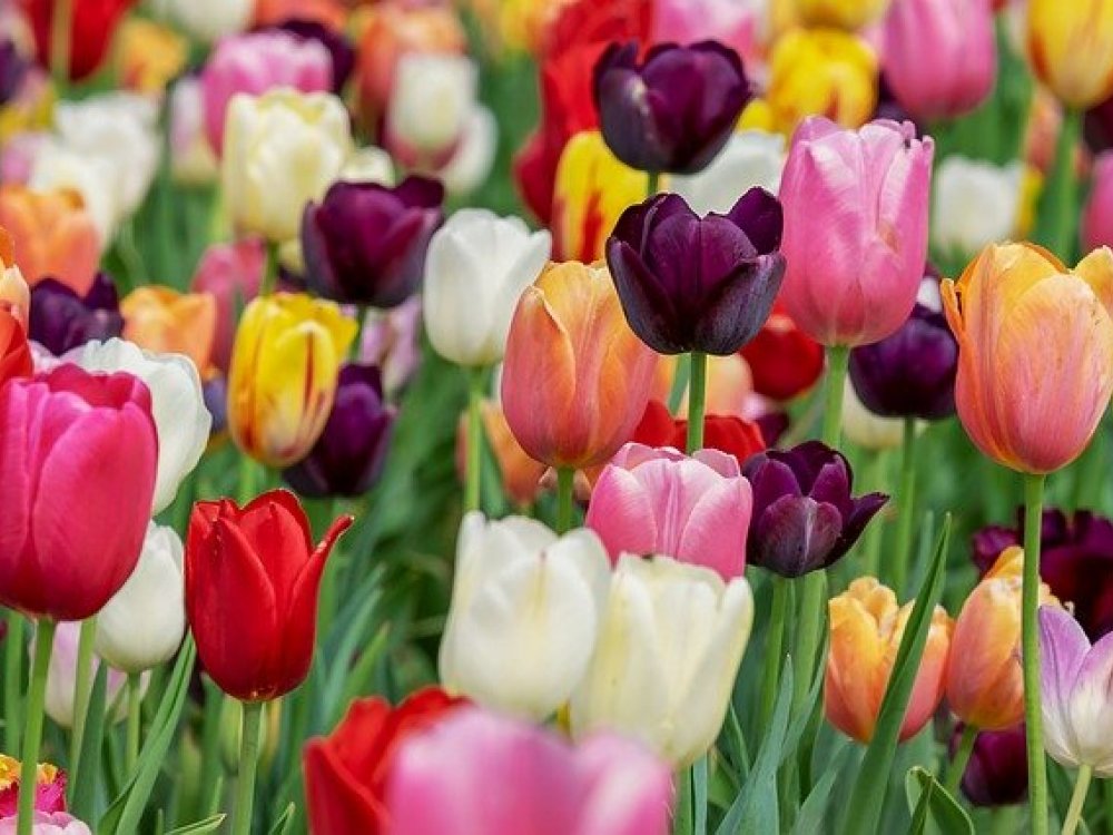 Tulipány a význam jejich barev
