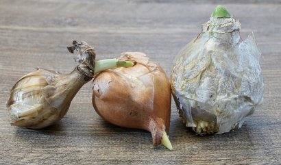 Co jste nevěděli o cibulkách