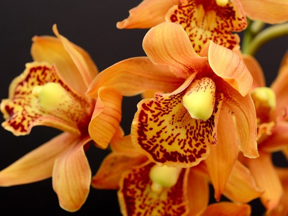Správná péče o orchideje