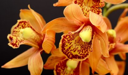 Správná péče o orchideje
