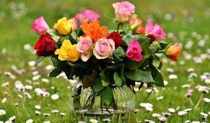 Udržte si valentýnské růže svěží