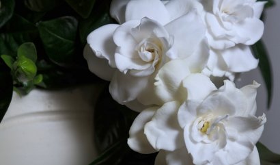 Nejoblíbenější květiny pro vaši vyvolenou