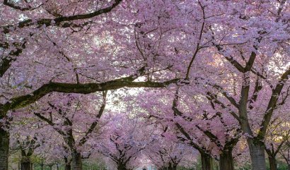 Národní květiny a jejich historie