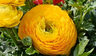 Druhy žlutých květin