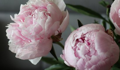 Nejzajímavější fakta o pivoňkách