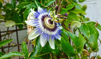 Tropické rostliny, které rozzáří váš domov - 1. díl