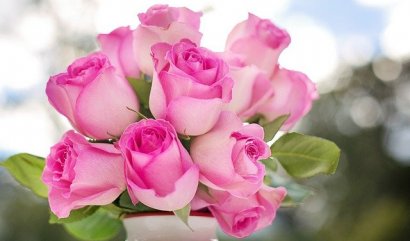 Růžové květy plné romantiky