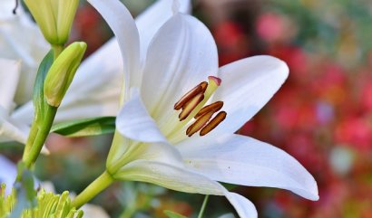 Orientpety, exotické lilie pro vaši zahradu