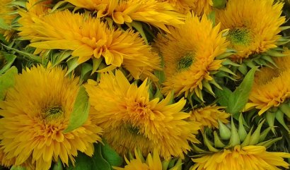 Průvodce květinami k výročí svatby (1. díl)