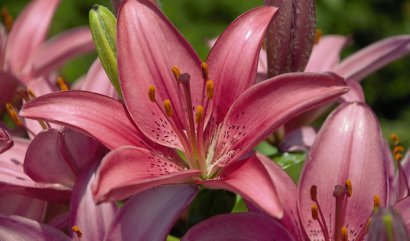 Průvodce květinami k výročí svatby (2. díl)