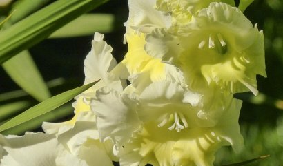 Narozeninové květy pro měsíc srpen: Mečíky a vlčí mák