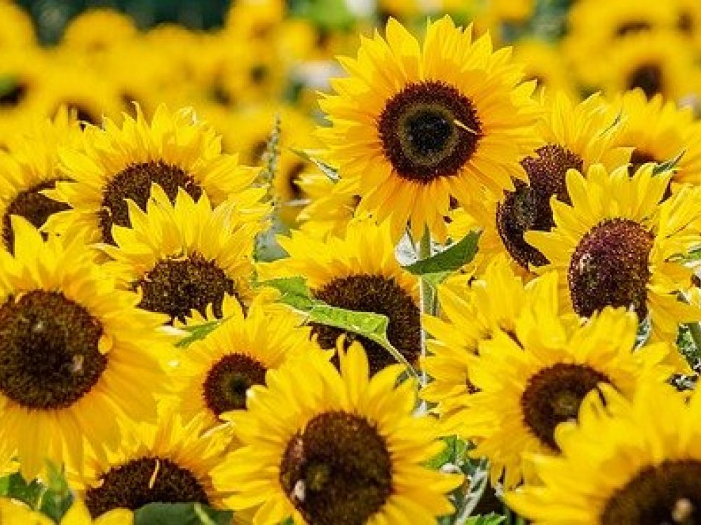 Sedm zajímavých faktů o slunečnicích, které byste měli znát