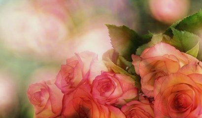 Dokonalé květiny pro vyjádření vaší lásky a romance