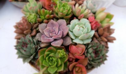 Trendy sukulenty do každé domácnosti