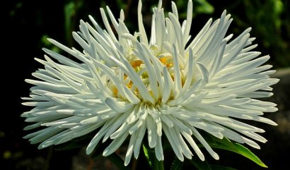 Narozeninová květina pro měsíc září