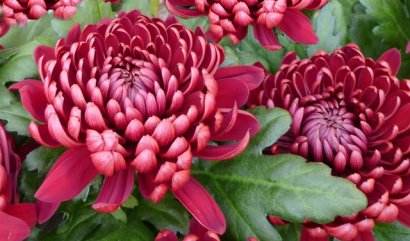 Deset plus jedna nejkrásnějších podzimních květin (1. díl)