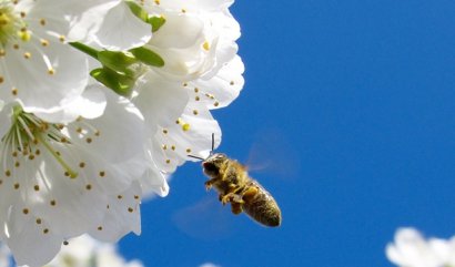 Proč každá květina voní jinak?