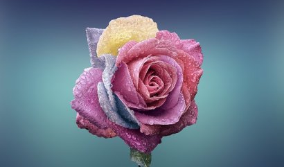 Zajímavá fakta o růžích