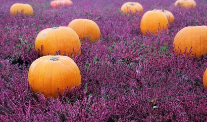 Nejoblíbenější podzimní barvy