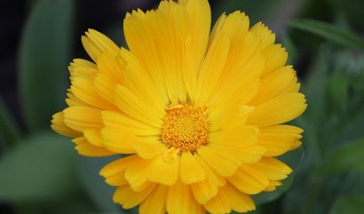 Narozeninové květiny pro měsíc říjen